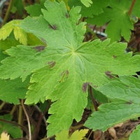 Geranium phaeum 'Breckland Fever'